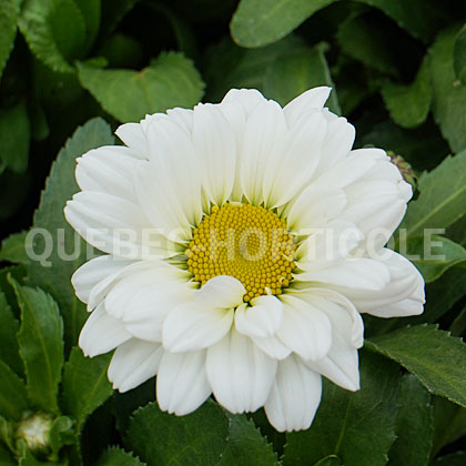 image de Leucanthemum x superbum Sweet Daisy™ Jane