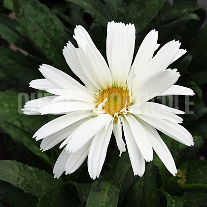 image de Leucanthemum x superbum Whoops-A-Daisy