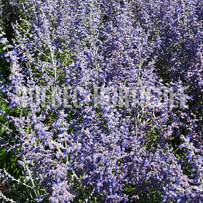 image de Perovskia atriplicifolia Peek-a-Blue
