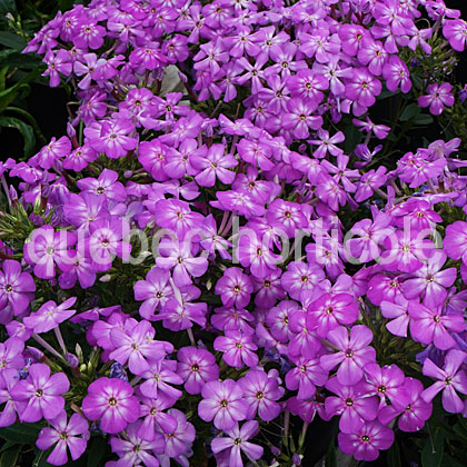 image de Phlox paniculata Flame™ Pro Violet Charme
