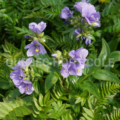 image de Polemonium yezoense Bressingham Purple™