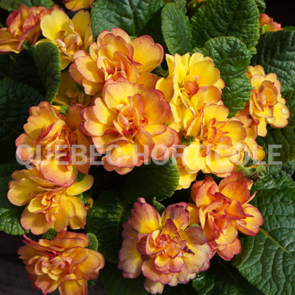 image de Primula vulgaris Belarina® Nectarine
