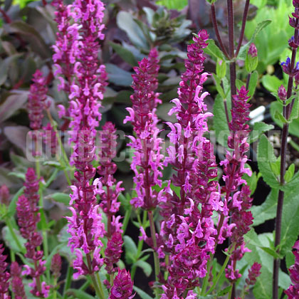 image de Salvia nemorosa Pink Friesland