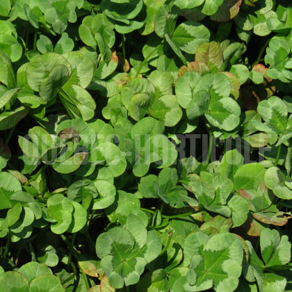 image de Trifolium 4 Luck® Green Glow