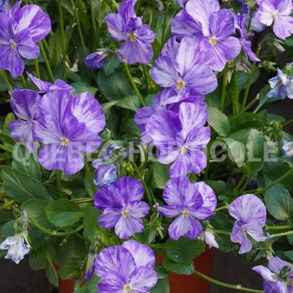 image de Viola x hybrida Columbine