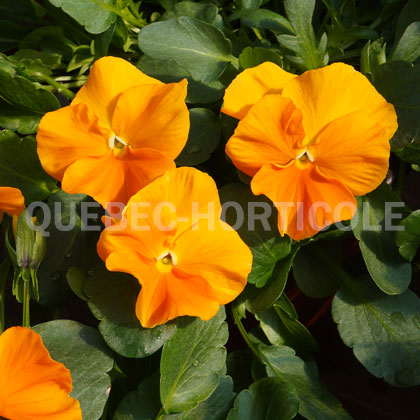 image de Viola x hybrida Halo Golden Yellow