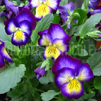 image de Viola x hybrida Halo Violet