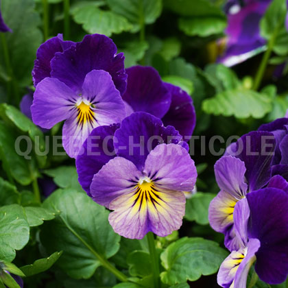 image de Viola x hybrida Celestial™ Northern Lights