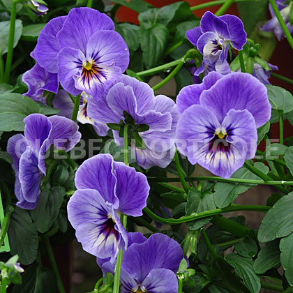 image de Viola x hybrida Painted Porcelain