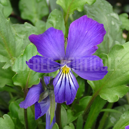 image de Viola corsica 