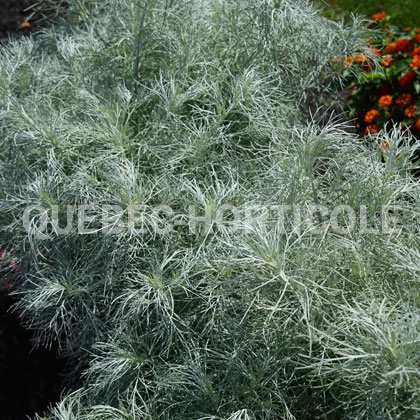 image de Artemisia mauiensis Makana™ Silver