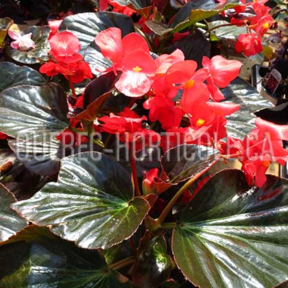 image de Begonia Big® Red Bronze Leaf