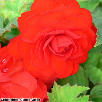 image de Begonia New Star® Red