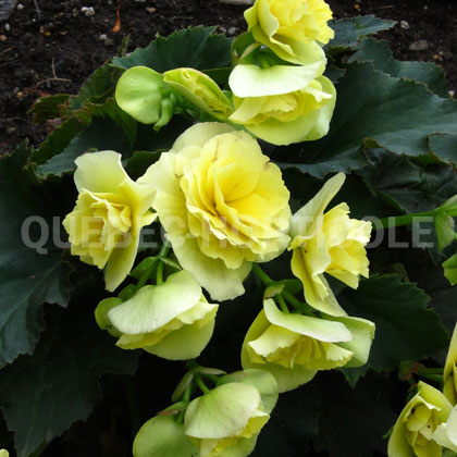 image de Begonia Solenia® Yellow