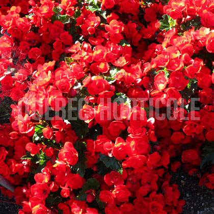 image de Begonia Vermillion Red