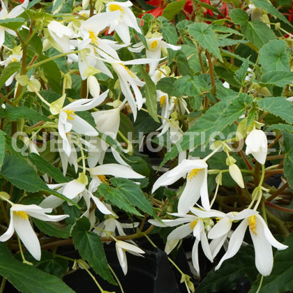 image de Begonia boliviensis Waterfalls® Encanto White Blush℗