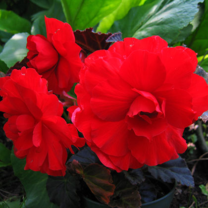 image de Begonia Nonstop® Mocca Scarlet