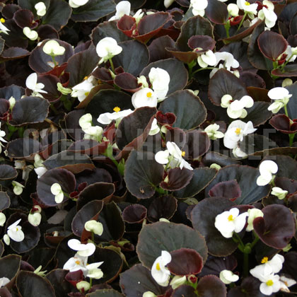 image de Begonia semperflorens 