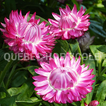 image de Xerochrysum bracteatum Cottage™ Pink
