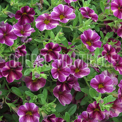image de Calibrachoa Can-Can™ Purple Star