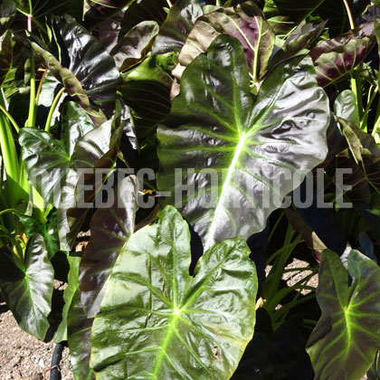 image de Colocasia esculenta Royal Hawaiian® Aloha Oe