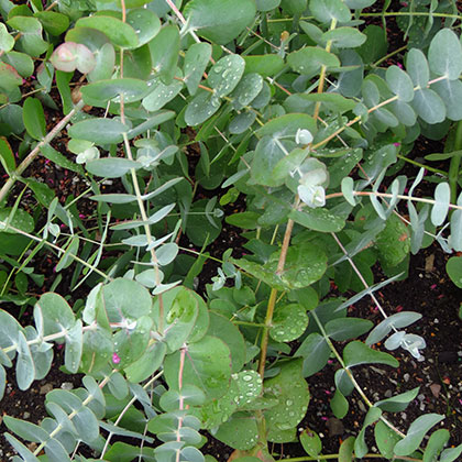 image de Eucalyptus cinerea 