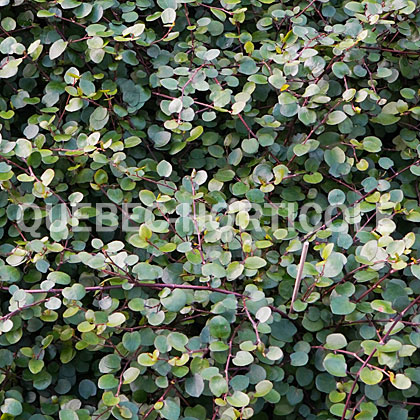 image de Muehlenbeckia complexa Proven Accents® Big Leaf
