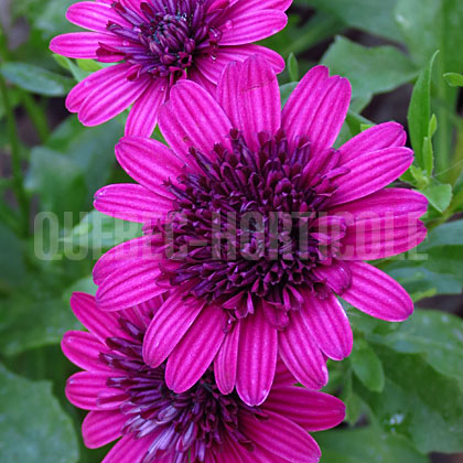 image de Osteospermum 3D Purple
