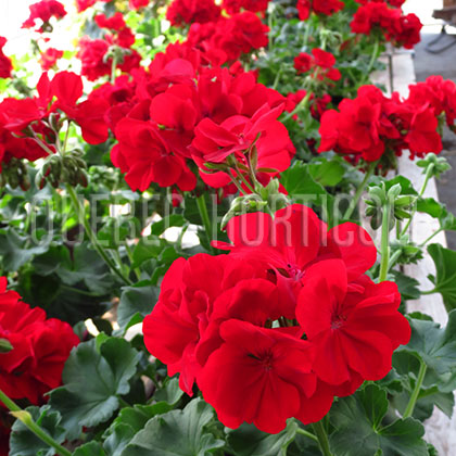 image de Pelargonium Calliope® Dark Red