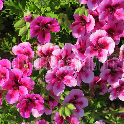image de Pelargonium Candy Flowers™ Violet Regal
