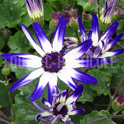 image de Pericallis Spring Touch™ Bicolor