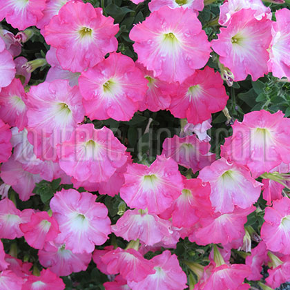 image de Petunia Easy Wave™ Rosy Dawn