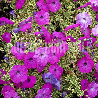 image de Petunia Glammouflage™ Grape