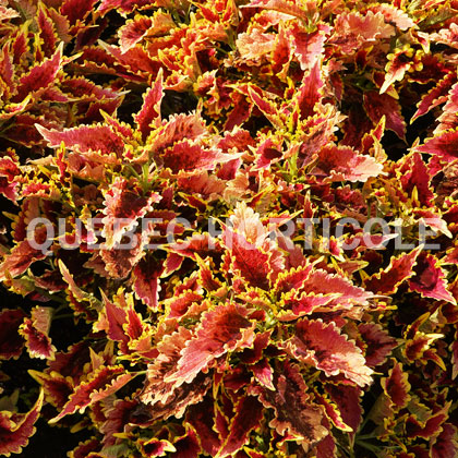 image de Plectranthus scutellarioides ColorBlaze® El Brighto
