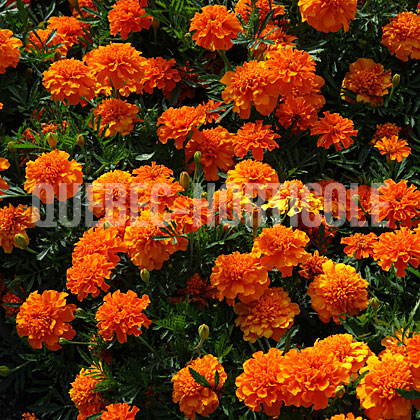 image de Tagetes Bonanza™ Orange