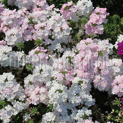 image de Verbena Empress® Soft Pink Charme