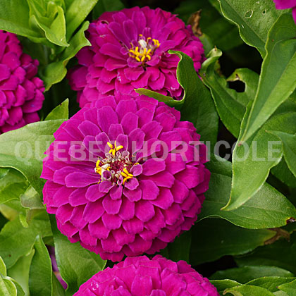 image de Zinnia elegans Zesty™ Purple