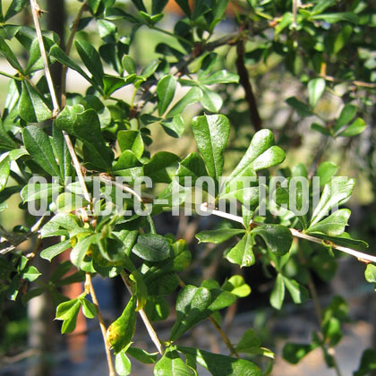 image de Caragana halodendron (sur tige) 