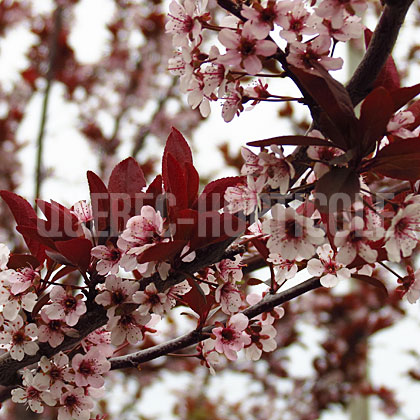 image de Prunus cerasifera Newport