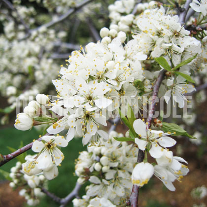 image de Prunus Snow Fountains