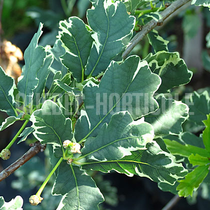 image de Quercus robur Argenteomarginata