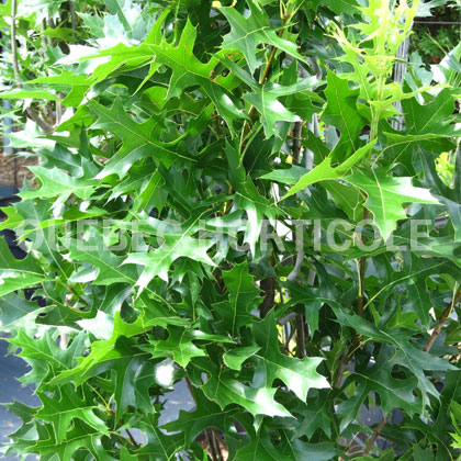 image de Quercus palustris Green Pillar