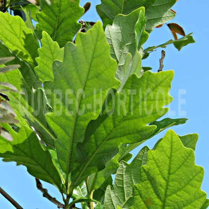 image de Quercus Regal Prince