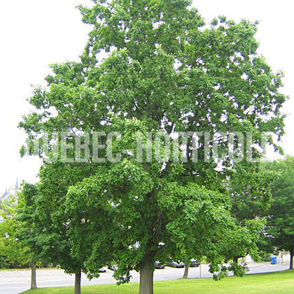 image de Quercus macrocarpa 