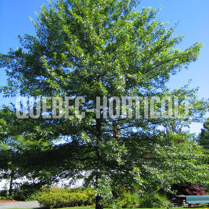 image de Quercus palustris 