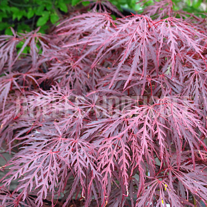image de Acer palmatum var. dissectum Crimson Queen