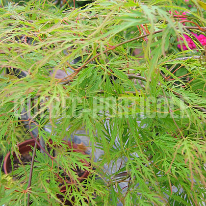 image de Acer palmatum var. dissectum 