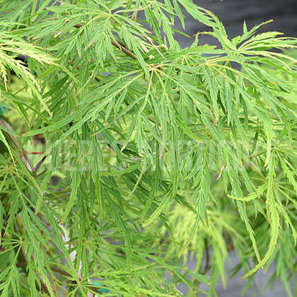 image de Acer palmatum var. dissectum Waterfall