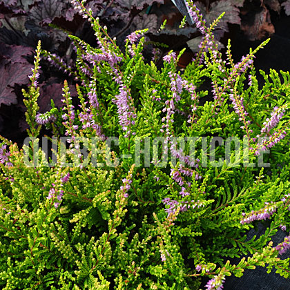 image de Calluna vulgaris Multicolor