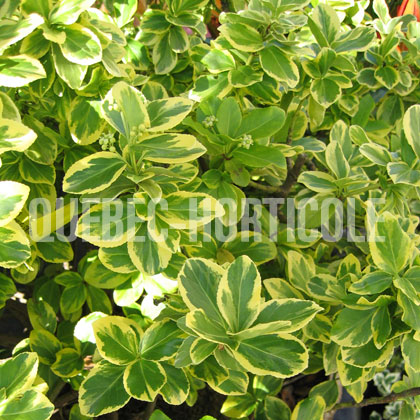 image de Euonymus fortunei Country Gold